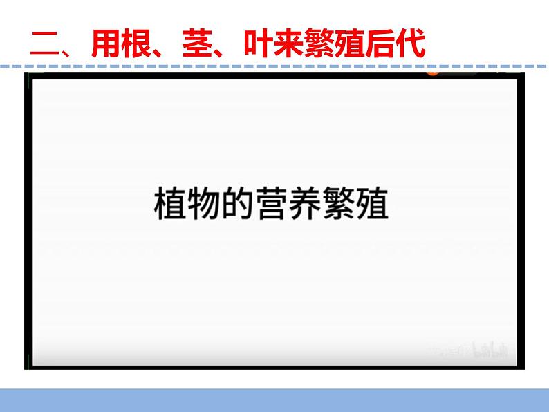 苏教版小学科学四年级下册第四单元《13.用根茎叶繁殖》课件第8页