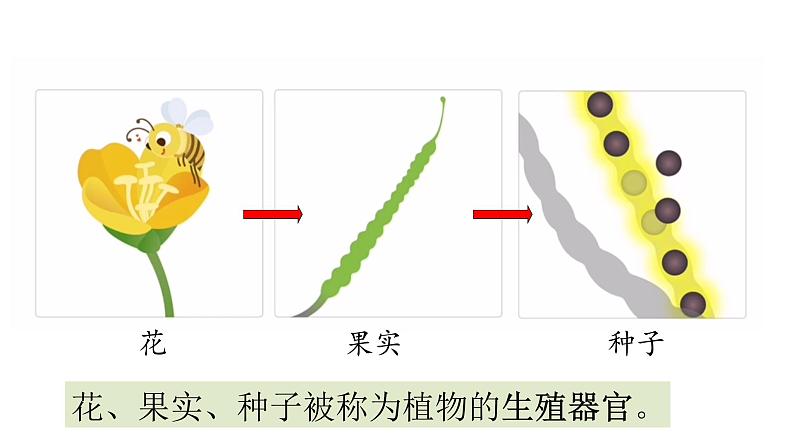 14课植物的分身术课件PPT03