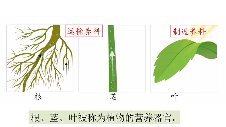 14课植物的分身术课件PPT04