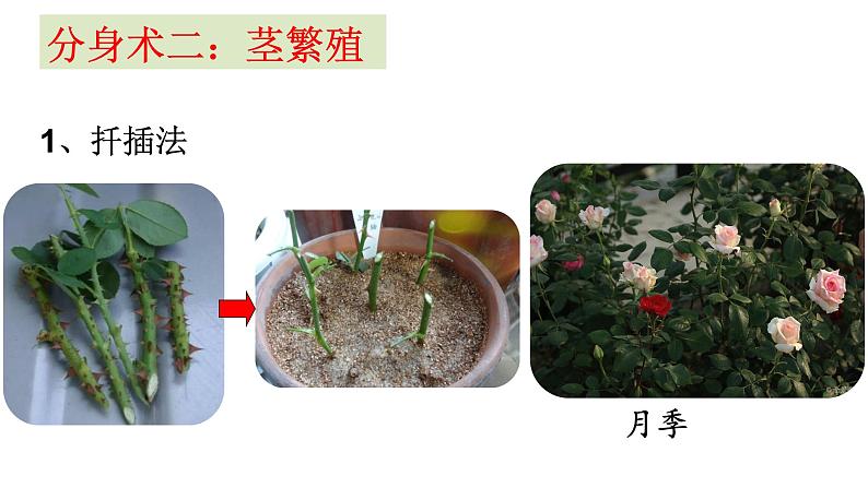 14课植物的分身术课件PPT08