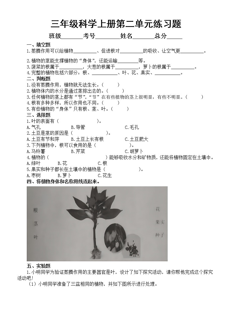小学科学青岛版六三制三年级上册第二单元《植物的生活》练习题1（附参考答案）（2022秋）01