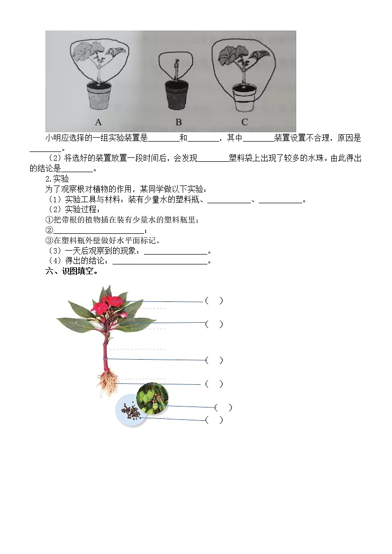 小学科学青岛版六三制三年级上册第二单元《植物的生活》练习题1（附参考答案）（2022秋）02