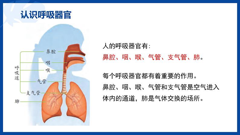 苏教版(2017)科学三年级上册16人的呼吸（课件）06