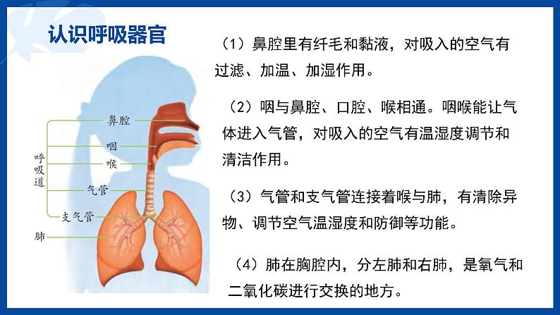 苏教版(2017)科学三年级上册16人的呼吸（课件）07