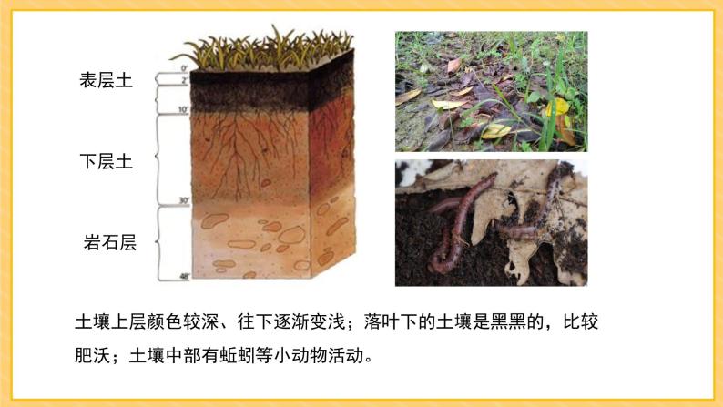 苏教版(2017)科学三年级上册6肥沃的土壤（课件）07