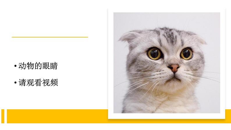 一年级下册科学苏教版 第10课-形形色色的动物（课件）03