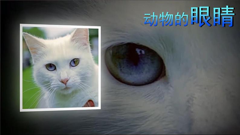 一年级下册科学苏教版 第10课-形形色色的动物（课件）04