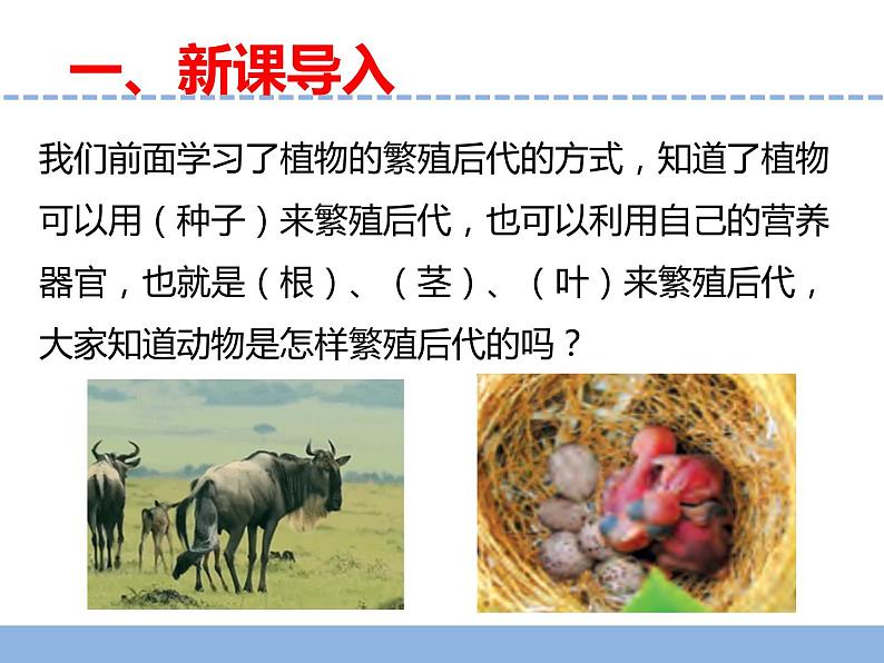 苏教版小学科学四下第四单元《14.动物的繁殖》课件PPT+教案+视频素材03