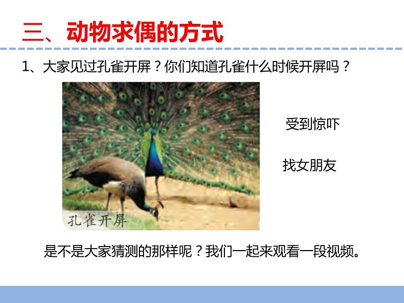 苏教版小学科学四下第四单元《14.动物的繁殖》课件PPT+教案+视频素材05