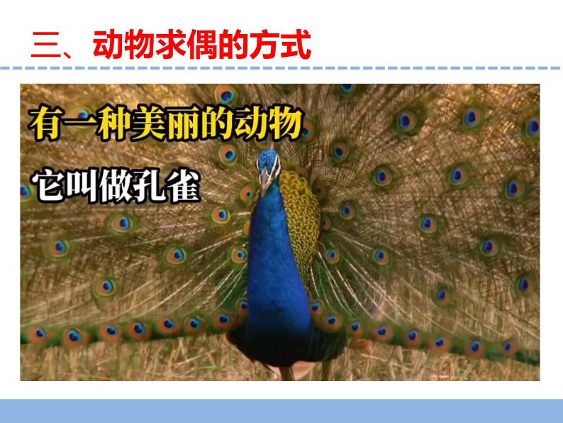 苏教版小学科学四下第四单元《14.动物的繁殖》课件PPT+教案+视频素材06