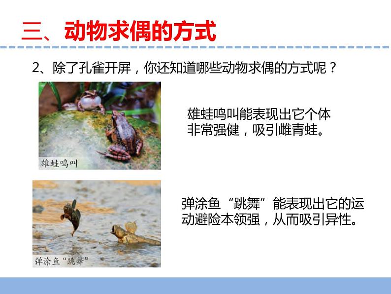 苏教版小学科学四下第四单元《14.动物的繁殖》课件PPT+教案+视频素材08