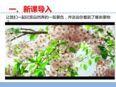 苏教版小学科学四下第五单元《15.生物与非生物》课件PPT+教案+视频素材