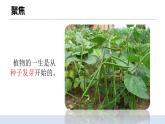1.1 《種子發(fā)芽實驗》 課件+教案