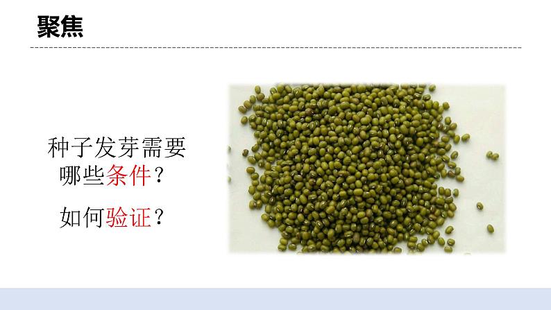 1.1 种子发芽实验 课件第4页