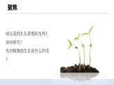 1.3 《绿豆苗的生长》 课件+教案