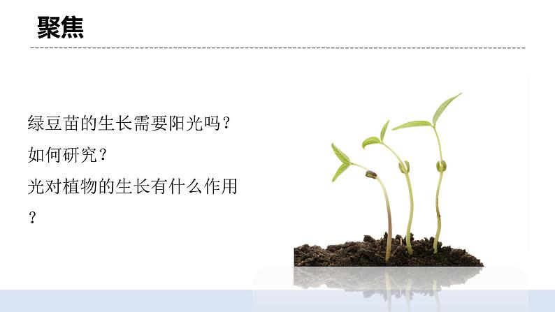 1.3 《绿豆苗的生长》 课件+教案04