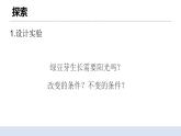 1.3 《绿豆苗的生长》 课件+教案