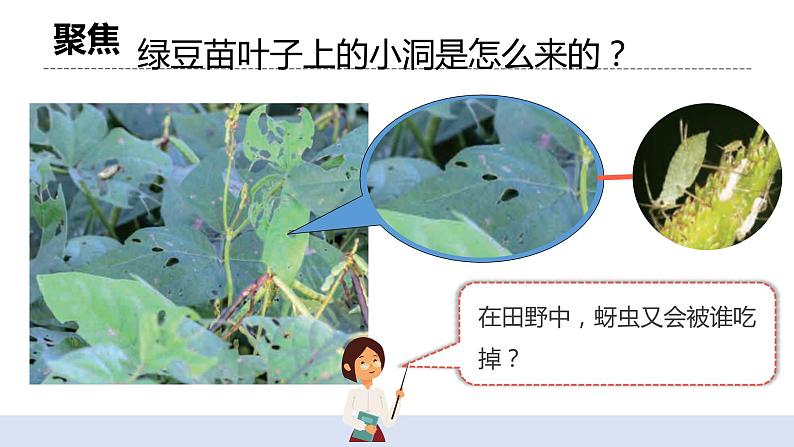 1.6 《食物链和食物网》 课件+教案03