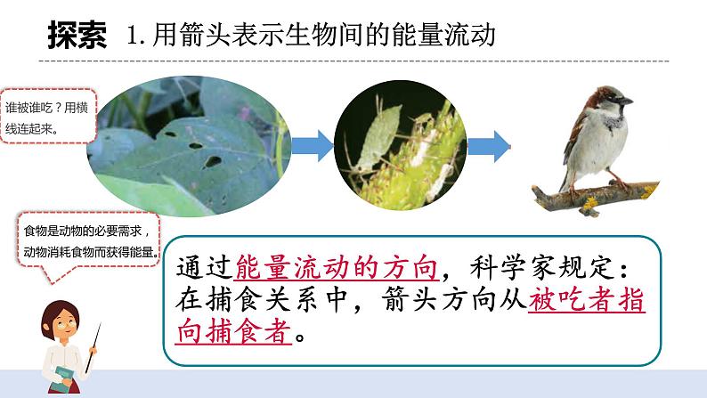 1.6 《食物链和食物网》 课件+教案04