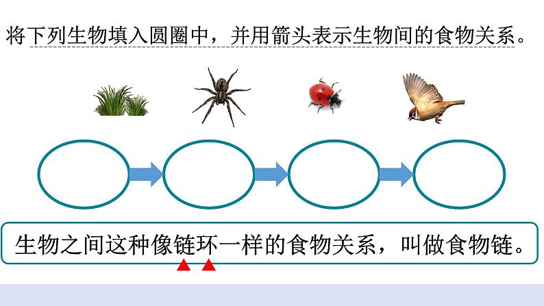 1.6 《食物链和食物网》 课件+教案05