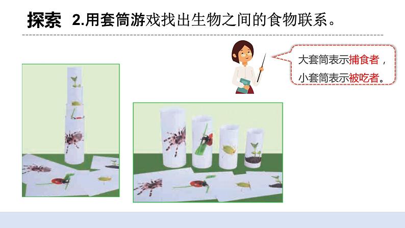 1.6 《食物链和食物网》 课件+教案06