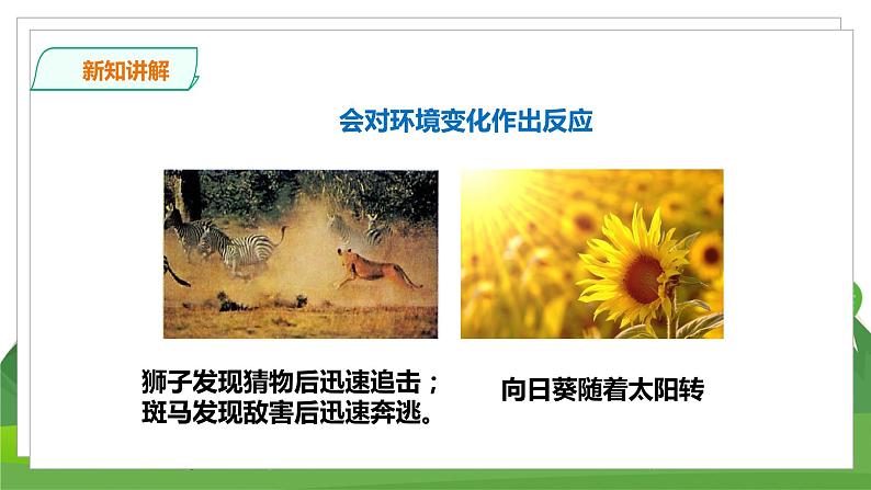 苏教科学四下  5.15《生物与非生物》课件＋教案＋练习＋素材08