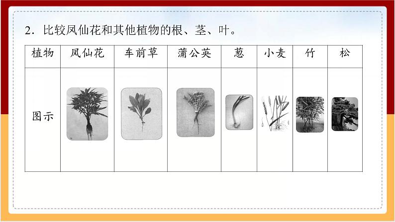 人教鄂教版（2017秋） 三年级下册2.6 根 茎 叶（课件）第8页