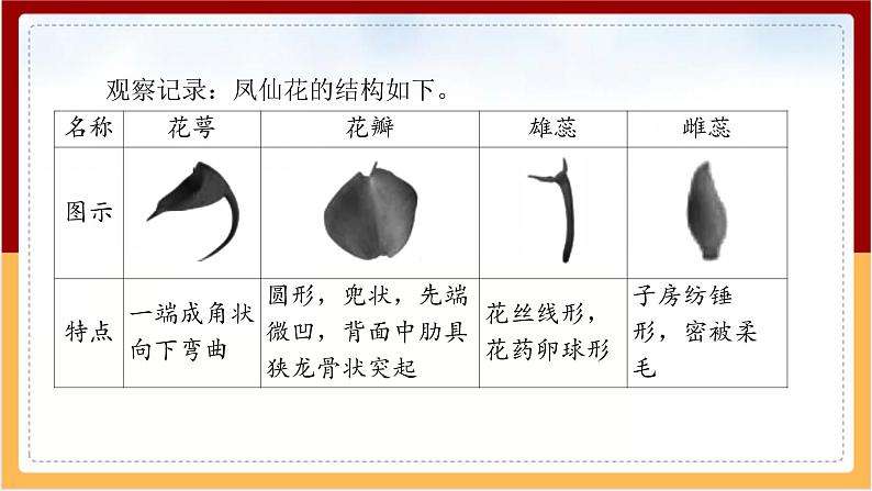 人教鄂教版（2017秋） 三年级下册2.7 花 果实 种子（课件）06