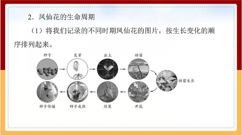 人教鄂教版（2017秋） 三年级下册2.8 凤仙花的一生（课件）第7页