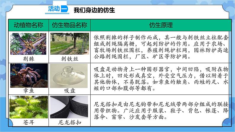 2.5 生物的启示 课件+教案+试题+素材03