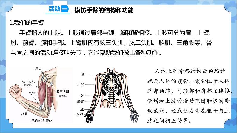 2.8 我们来仿生 课件+教案+试题+素材03