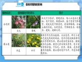 3.10 昼夜对植物的影响 课件+教案+试题+素材