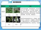 3.10 昼夜对植物的影响 课件+教案+试题+素材