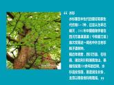 [冀人版]三年级下册科学1.3植物与我们的生活教学课件