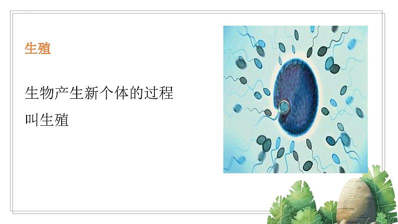 [冀人版]四年级下册科学卵生与胎生教学课件02