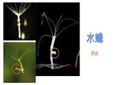 [冀人版]四年级下册科学卵生与胎生教学课件