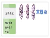 [冀人版]四年级下册科学卵生与胎生教学课件