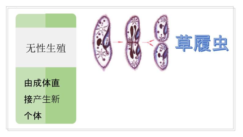 小学科学冀人版 (2017)四年级下册8 卵生与胎生精品教学课件ppt-教习网|课件下载