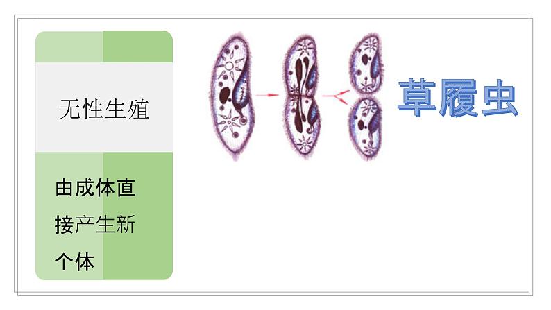 [冀人版]四年级下册科学卵生与胎生教学课件05