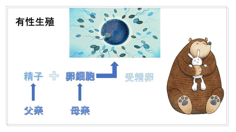 小学科学冀人版 (2017)四年级下册8 卵生与胎生精品教学课件ppt-教习网|课件下载