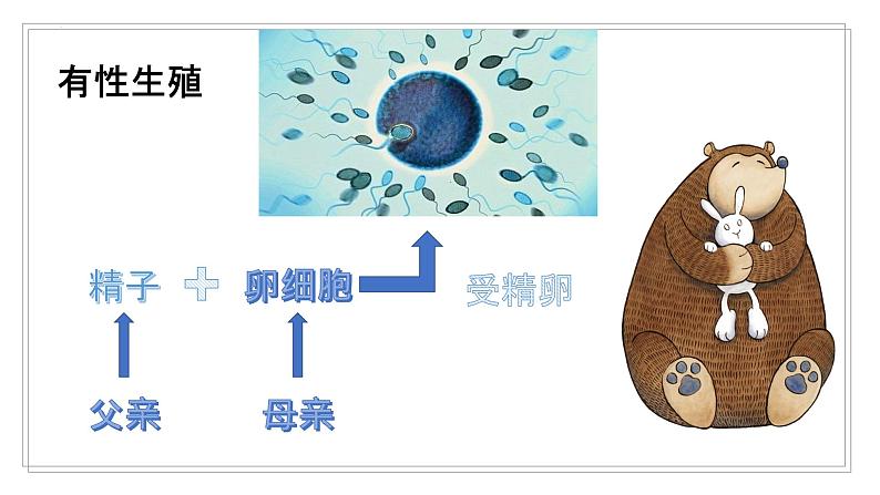 [冀人版]四年级下册科学卵生与胎生教学课件06