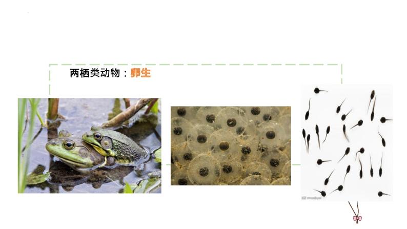 小学科学冀人版 (2017)四年级下册8 卵生与胎生精品教学课件ppt-教习网|课件下载