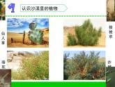 沙漠中的植物課件PPT