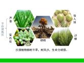 沙漠中的植物課件PPT