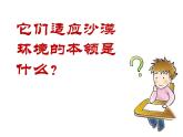 沙漠中的植物課件PPT