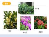 2.3《形形色色的植物》课件+教案+实验记录单