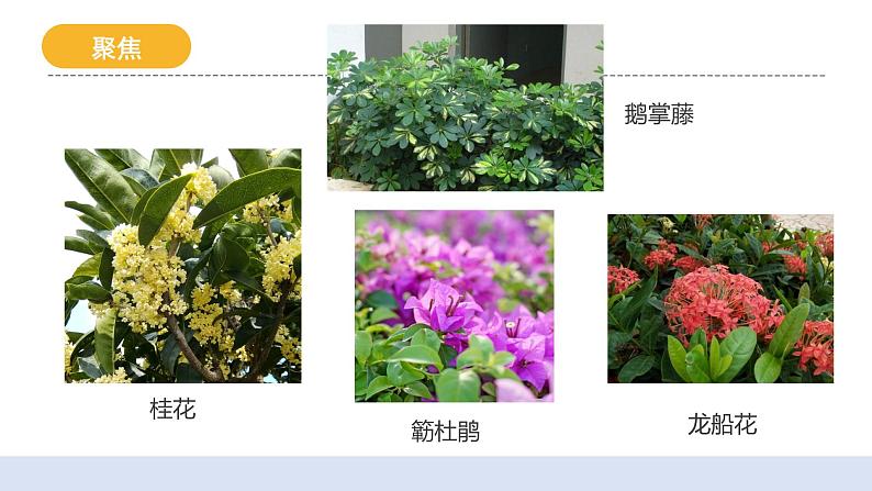 2.3《形形色色的植物》课件+教案+实验记录单04