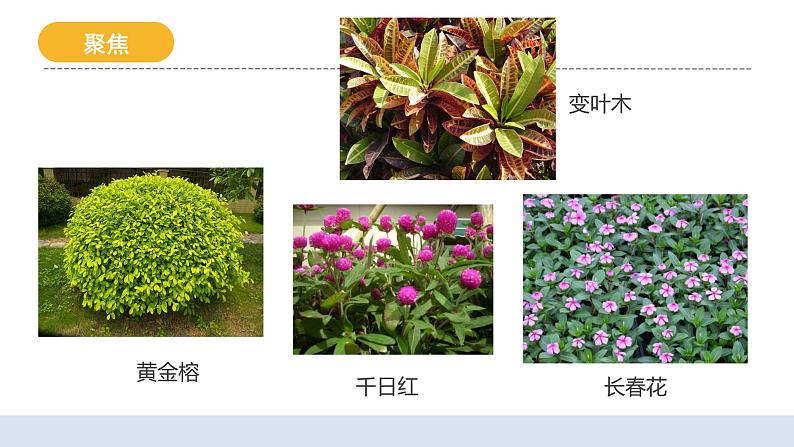 2.3《形形色色的植物》课件+教案+实验记录单05