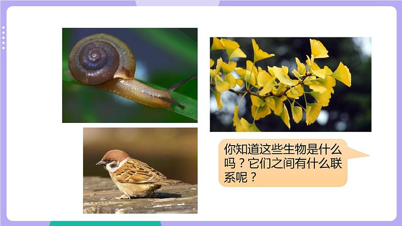 2.2 制作校园生物分布图（课件+教案+视频素材）02