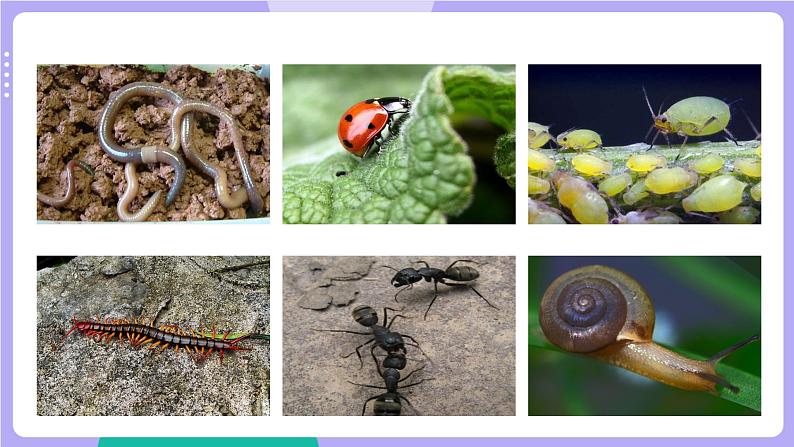 2.2 制作校园生物分布图（课件+教案+视频素材）05